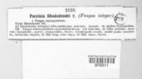 Chrysomyxa rhododendri image